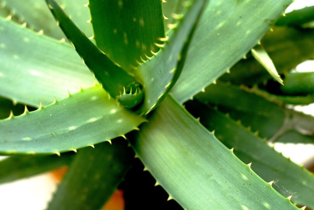 aloe a férfi potenciaért